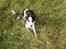 Border collie Tess - en slapper i haven, oktober 09