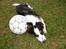 Border collie Tess - blev træt af at spille fodbold...