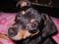 Dvaergpinscher Malou - Oppe ved bedste..