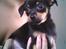 Dvaergpinscher Malou - Et par dage efter vi fik hende..