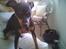 Dvaergpinscher Malou - SIT..