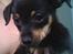 Dvaergpinscher Malou - Her er hun også BABY..