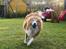 Shetland sheepdog Mille