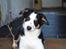 Border collie Tess - Tess, sommer 09