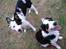 Border collie Tess - Tess og brorman Chap, sommer 09