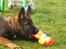 Schæferhund Kenzally´s Alpha (Kenzo) R.I.P   : ( - Kenzo 16 uger gammel..
