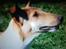 Collie korthåret Enzo Død 7/12-09 :(
