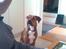 Blanding af racer Basse - ja alt for en hundekiks 