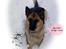 Schæferhund Frida <3 R.I.P. oktober 2012 <3