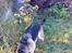 Schæferhund Frida <3 R.I.P. oktober 2012 <3 - Jeg er altså sikker på, jeg så en mus...