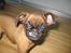 Griffon petit brabancon Frankie