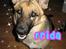 Schæferhund Frida <3 R.I.P. oktober 2012 <3