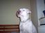 Blanding af racer Jazzy  +++R I P+++