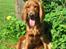 Cocker spaniel Diva  Solgt :'(  - Min skønne hun hund Diva. Hun er så fantastisk, og noget så smuk:)