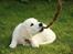Golden retriever Balto