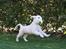 Golden retriever Balto