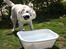 Golden retriever Balto