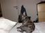 Fransk bulldog ***Pumba***