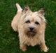 Cairn terrier Nala