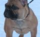 Fransk bulldog Radeau Azia