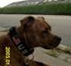 Staffordshire bull terrier Hailie