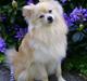 Pomeranian Maggie