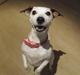 Jack russell terrier Rosa (Himmel hund)