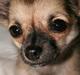 Chihuahua Chiva (Udstationeret)