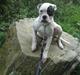 Amerikansk bulldog lexus
