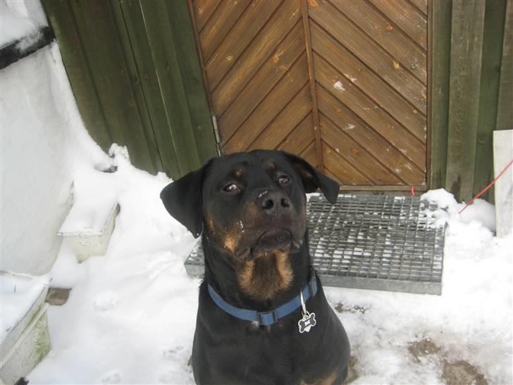 Blanding af racer broweiler loui - loui bassen billede 12