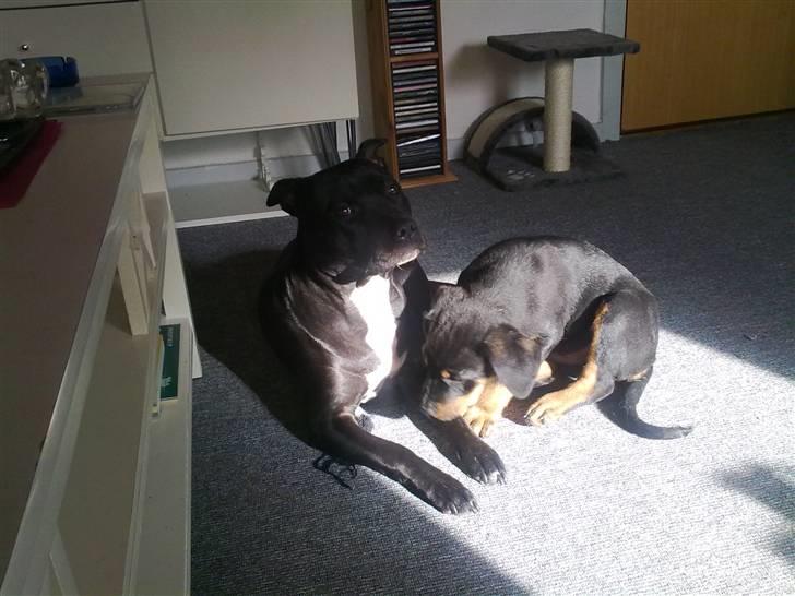 Blanding af racer broweiler loui - binepigen og louidrengen  billede 13