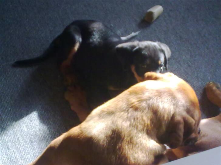 Blanding af racer broweiler loui billede 14