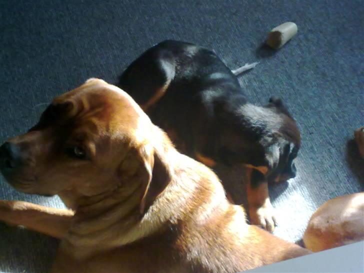 Blanding af racer broweiler loui billede 15