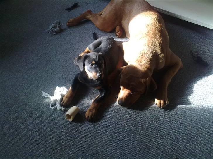 Blanding af racer broweiler loui - loui og hans elskede gabsepige vores plejebarn billede 16