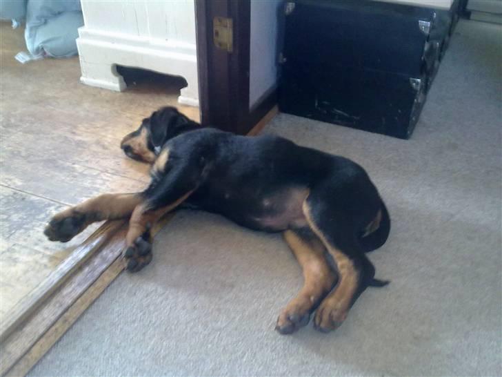 Blanding af racer broweiler loui - jeg væltede lige billede 18