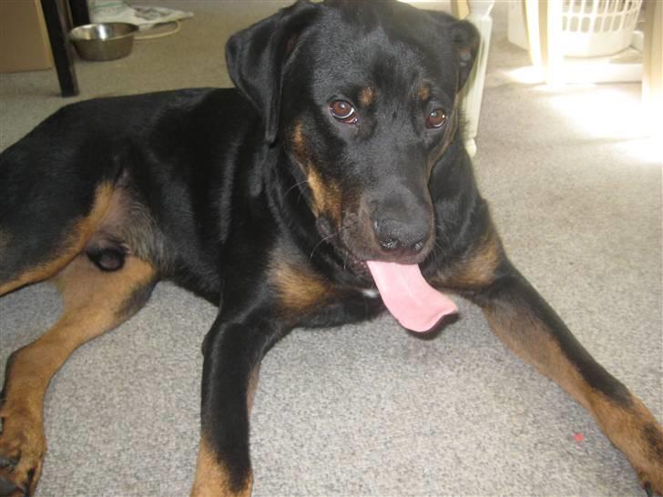 Blanding af racer broweiler loui - louidrengen billede 20