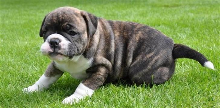 Olde english bulldogge spanger´s Babyface.(ATILA - uf det er hårdt at være lille og tyk billede 1