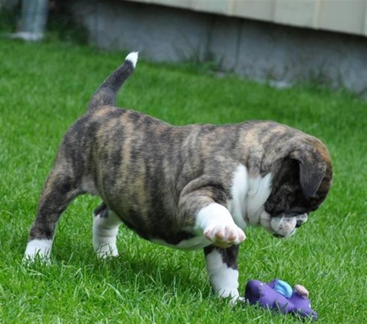 Olde english bulldogge spanger´s Babyface.(ATILA - greeeee jeg er farlig billede 2