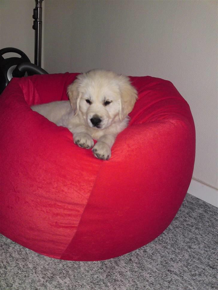 Golden retriever BALOU - her sover man da godt. billede 10