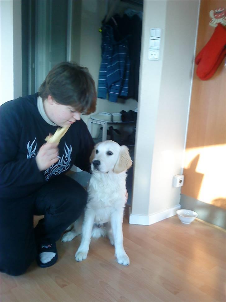 Golden retriever BALOU - her er min mor... vi går til hundetræning... ja også øver vi der hjemme billede 11