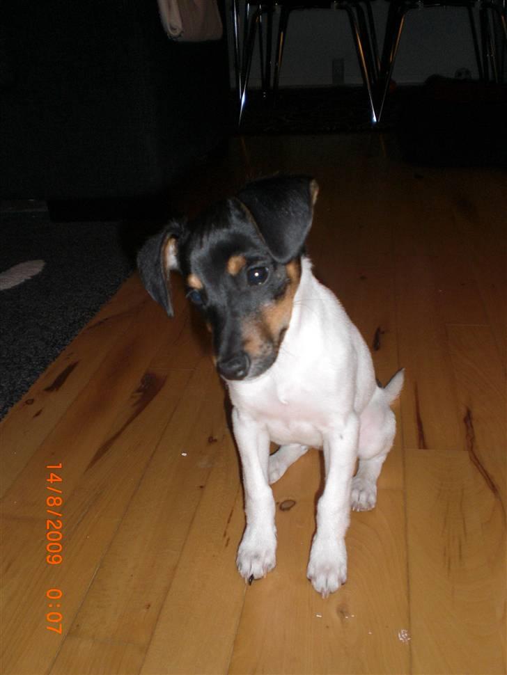 Dansk svensk gaardhund Baloo billede 2