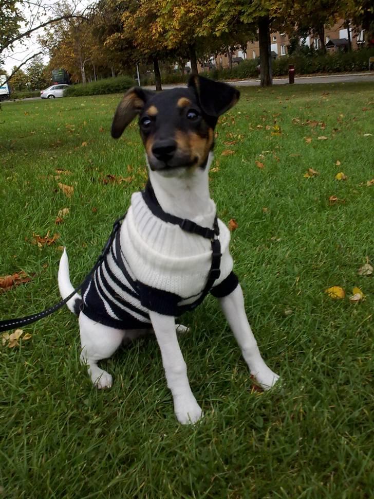 Dansk svensk gaardhund Baloo billede 5