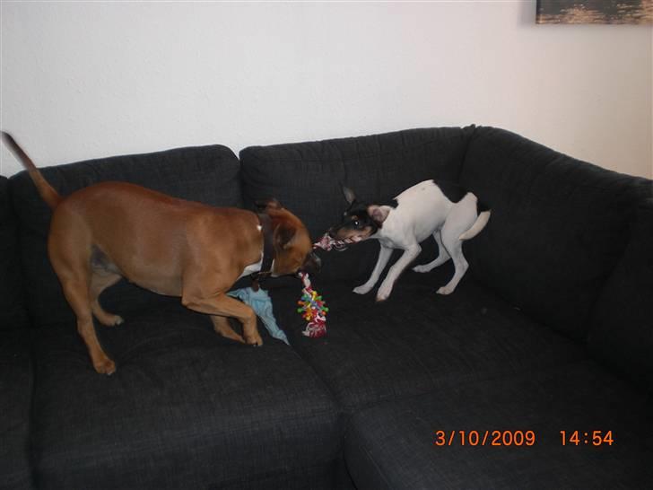 Dansk svensk gaardhund Baloo - Igen igen .. Ballademagere .. :) billede 6