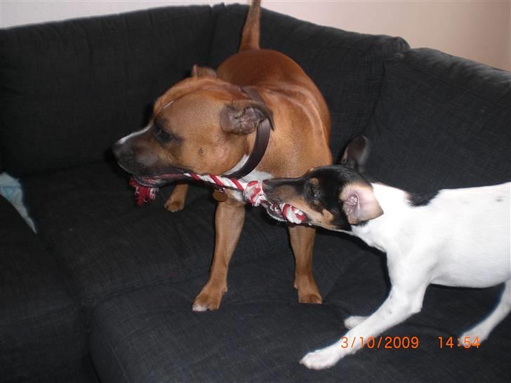 Dansk svensk gaardhund Baloo - Baloo og Duffy der leger i sofaen :p billede 7