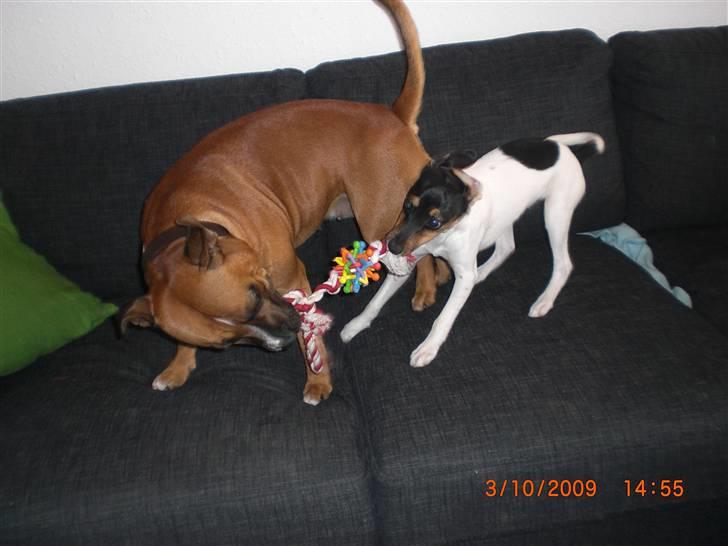 Dansk svensk gaardhund Baloo - Baloo og Duffy :) billede 8