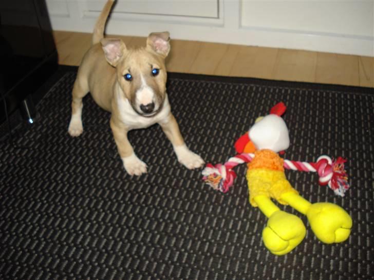 Bullterrier miniature Kaya - Kaya med hendes bamse billede 8