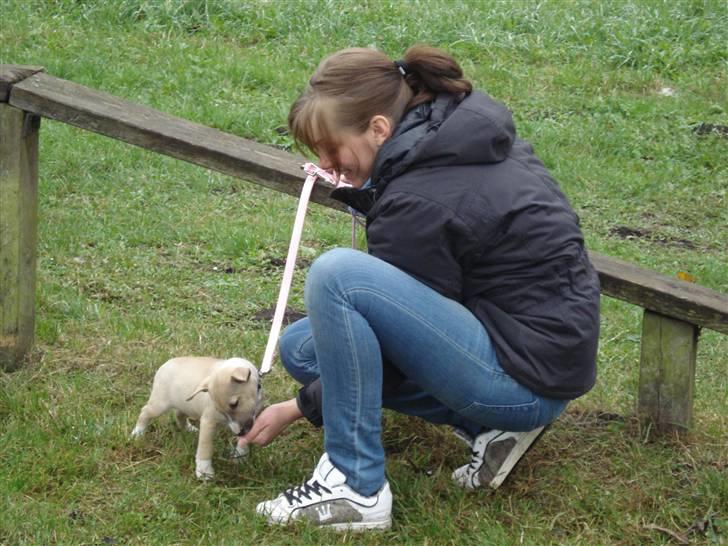Bullterrier miniature Kaya - Kaya på hendes første hvalpetrænings dag, hun var så dygtig **11.10.09** billede 9