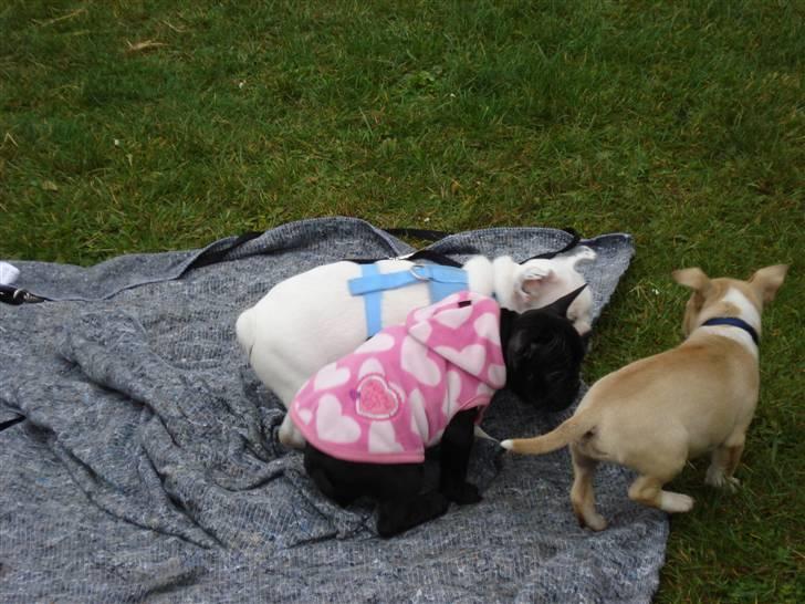 Bullterrier miniature Kaya - Kaya med hendes nye træningsvenner :) billede 10