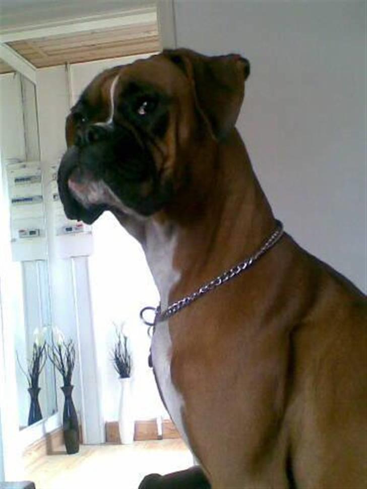 Boxer Zenta - Zenta 10 mdr. så smuk <3 billede 13