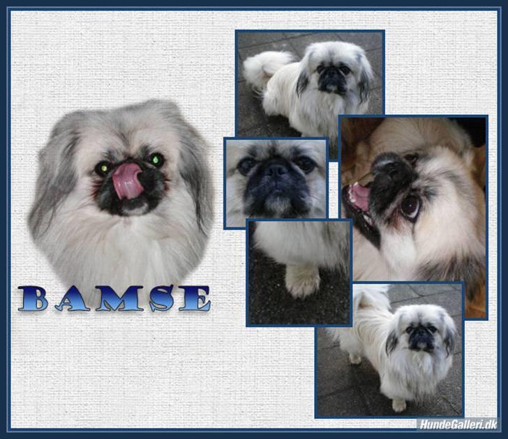 Pekingeser Bamse - Super skønt billede som Belinda har lavet til mig :-D billede 9